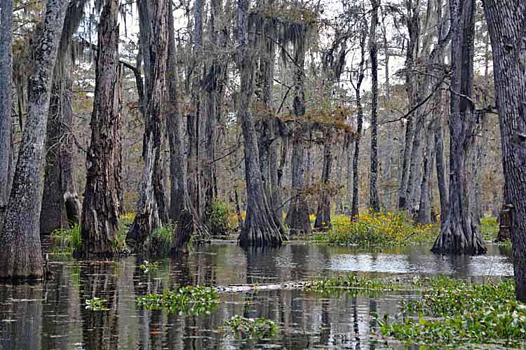 swamp scenic